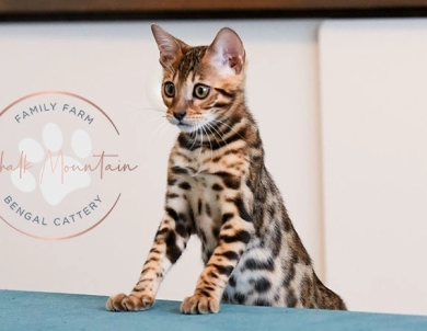Theo Bengal