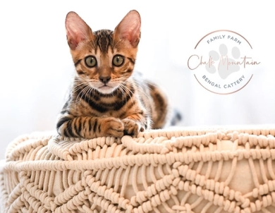 Theo Bengal