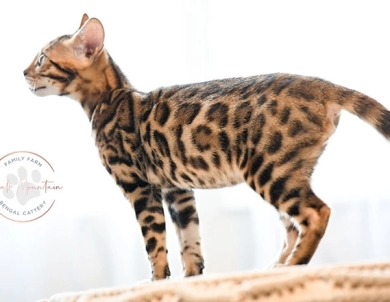 Theo Bengal