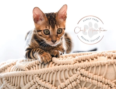 Theo Bengal