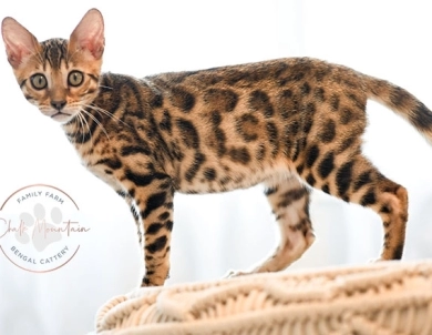 Theo Bengal