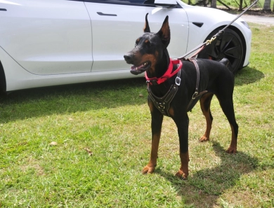 Fortuna Rosa Di Lakewood Doberman Pinscher