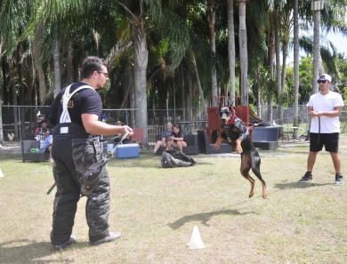 Fortuna Rosa Di Lakewood Doberman Pinscher
