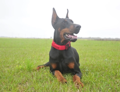 Fortuna Rosa Di Lakewood Doberman Pinscher