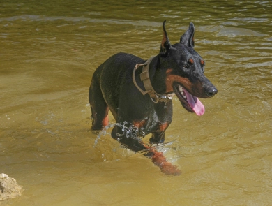 Fortuna Rosa Di Lakewood Doberman Pinscher