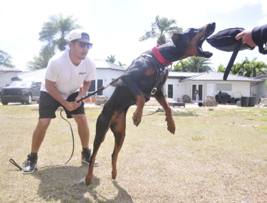 Fortuna Rosa Di Lakewood Doberman Pinscher