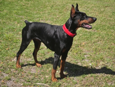 Fortuna Rosa Di Lakewood Doberman Pinscher