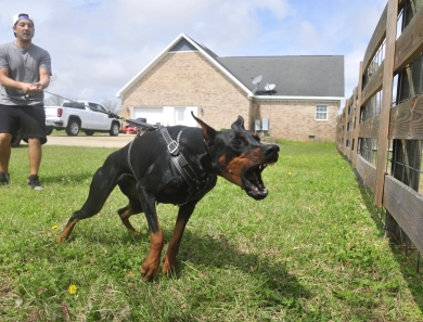 Fortuna Rosa Di Lakewood Doberman Pinscher