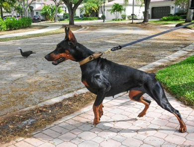 Fortuna Rosa Di Lakewood Doberman Pinscher