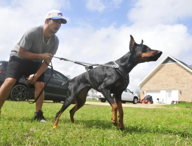 Fortuna Rosa Di Lakewood Doberman Pinscher