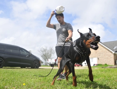 Fortuna Rosa Di Lakewood Doberman Pinscher