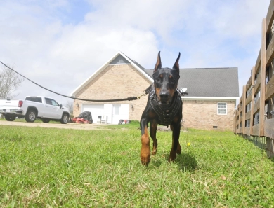 Fortuna Rosa Di Lakewood Doberman Pinscher