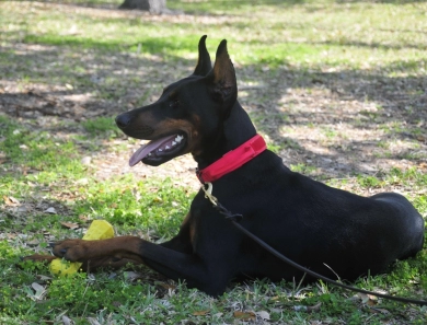 Fortuna Rosa Di Lakewood Doberman Pinscher