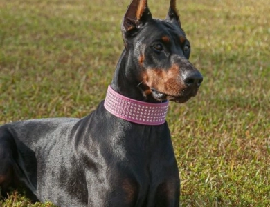 Celebrity-Jazz by Calliana Doberman Pinscher
