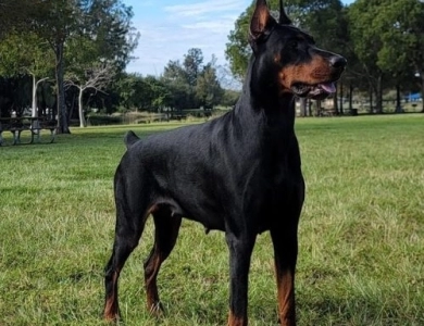 Celebrity-Jazz by Calliana Doberman Pinscher