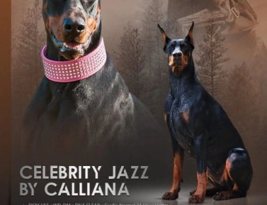 Celebrity-Jazz by Calliana Doberman Pinscher