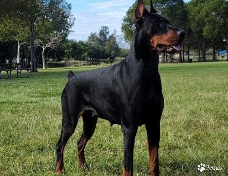 Celebrity-Jazz by Calliana Doberman Pinscher