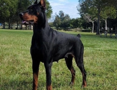 Celebrity-Jazz by Calliana Doberman Pinscher