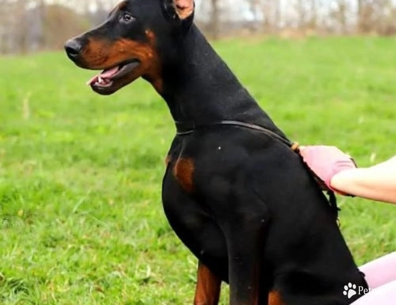 Anima Vero Dalida Doberman Pinscher