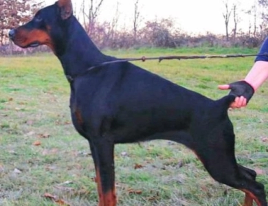 Anima Vero Dalida Doberman Pinscher