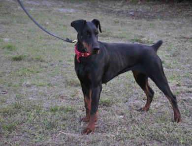 Dos Equis Di Lakewood Doberman Pinscher