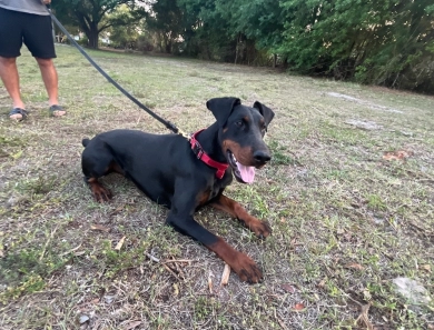 Dos Equis Di Lakewood Doberman Pinscher