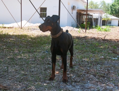 Dos Equis Di Lakewood Doberman Pinscher