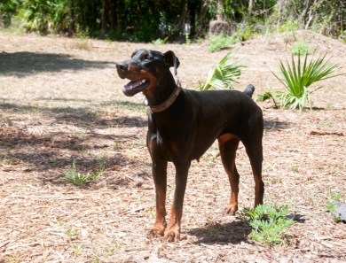 Dos Equis Di Lakewood Doberman Pinscher