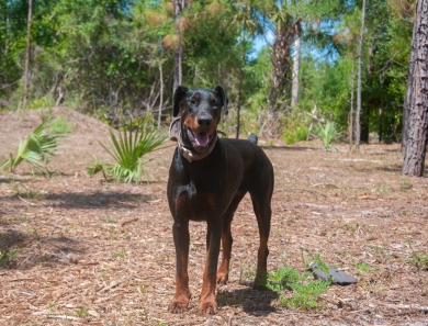 Dos Equis Di Lakewood Doberman Pinscher