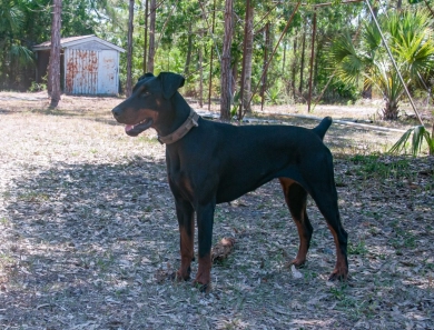 Dos Equis Di Lakewood Doberman Pinscher