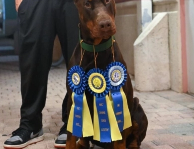 Demonio Di Lakewood Doberman Pinscher