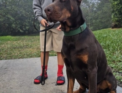 Demonio Di Lakewood Doberman Pinscher