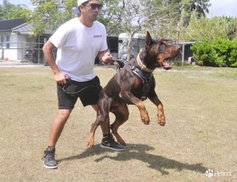 Demonio Di Lakewood Doberman Pinscher