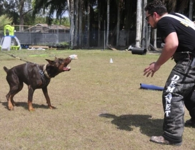 Demonio Di Lakewood Doberman Pinscher