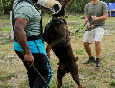 Demonio Di Lakewood Doberman Pinscher
