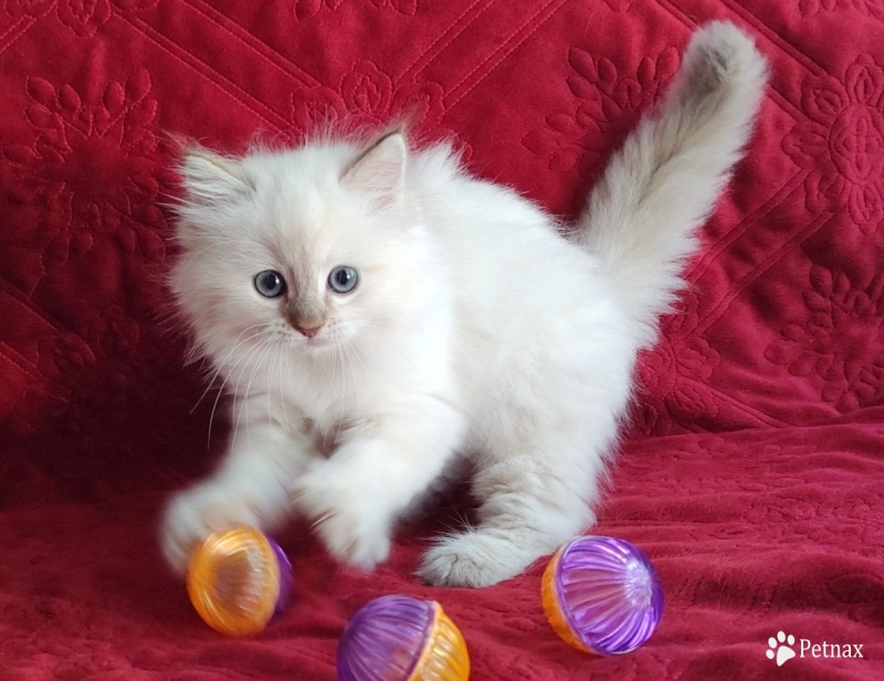Mink Chocolate Lynx Point  Ragdoll