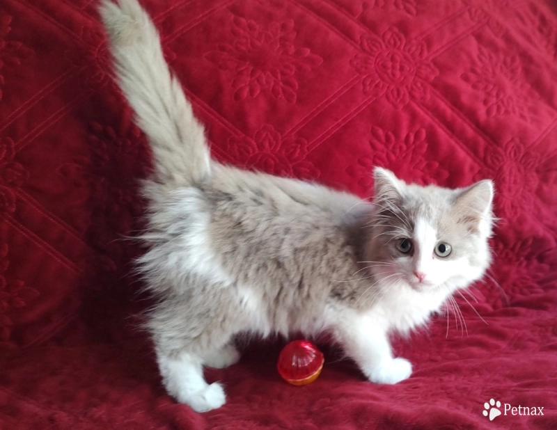 Solid Blue Bicolor Ragdoll