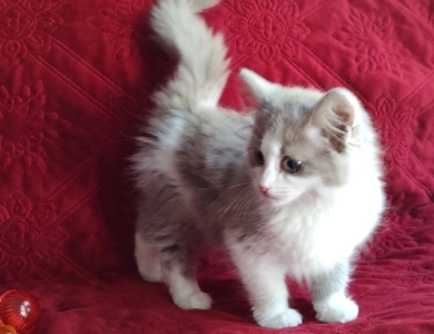 Solid Blue Bicolor Ragdoll