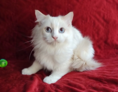Traditional Lilac Bicolor Ragdoll