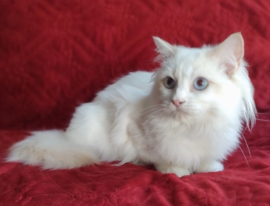 Traditional Lilac Bicolor Ragdoll