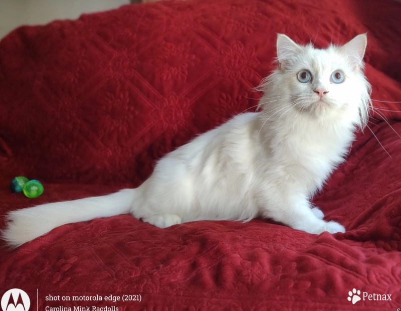 Traditional Lilac Bicolor Ragdoll