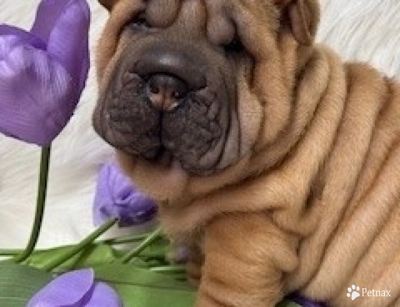 CORKY Shar Pei