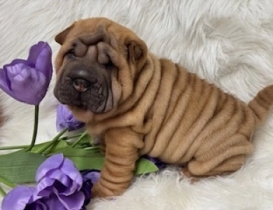 CORKY Shar Pei