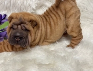 CORKY Shar Pei