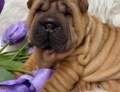 VINO