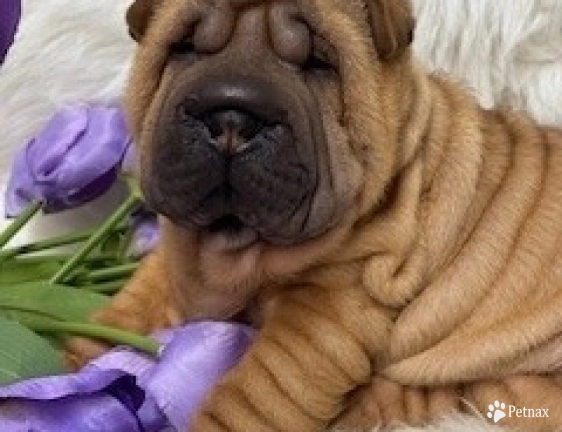 VINO Shar Pei