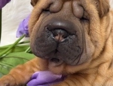 VINO Shar Pei