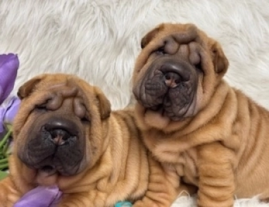 VINO Shar Pei
