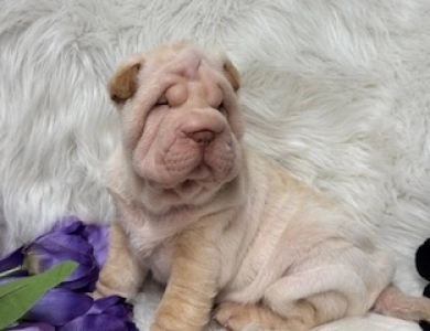 CHILLY Shar Pei