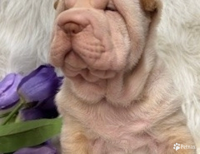 CHILLY Shar Pei